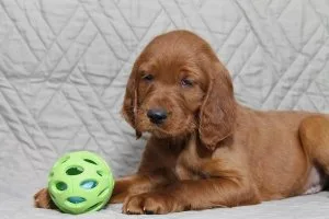 Franklin Irish Setter