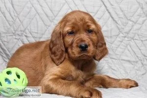 Sam Irish Setter