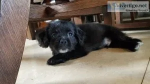 Cocker spaniel pomeranian puppies