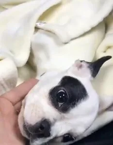 Little pup available for rehoming