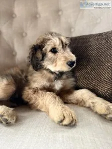 Aussiedoodle