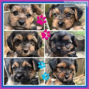 Yorkie puppies