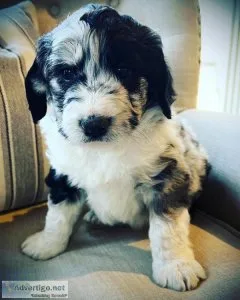Aussiedoodle
