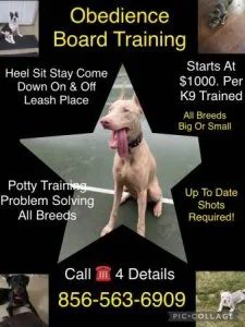 Problem solving all k9?s training