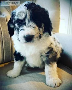 Aussiedoodles