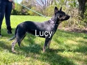 Purebred Blue Heelers for Sale