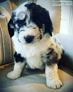 Aussiedoodles