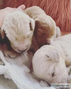 Goldendoodle