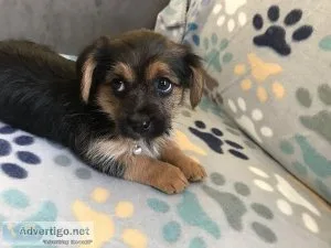 Yorkie female puppy