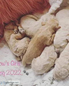 Goldendoodles