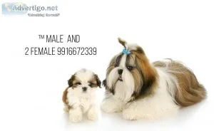 Shih tzu new litter with kci papers 9916672339