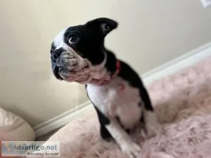 Boston terrier