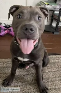 House trained 5 month old male pitbull