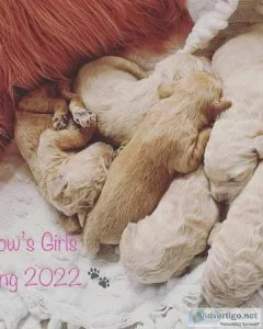 Goldendoodle