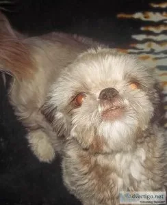 Imperial -Small Standard Shih Tzu Puppies
