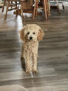 Mini poodle