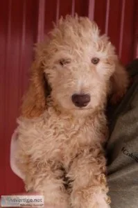 f1b Mini Goldendoodles  &quotC&quot litter