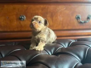 Yorkshire Terriers Chocolate Females