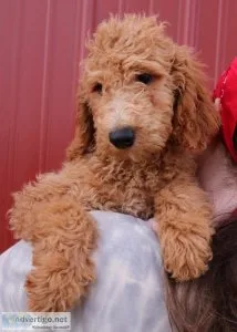 Violet Goldendoodle