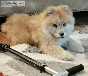 Rare Red Merle Chow Chow Boy