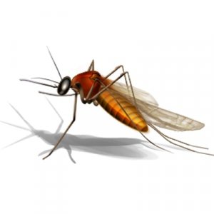 Pest control services in mumbai by sadguru pest control