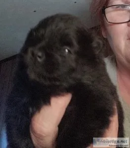 Gorgeous CKC Female Pomeranian