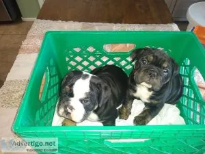Olde English Bulldogges