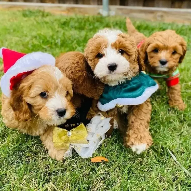 Free pups available