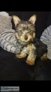 Female Yorkie