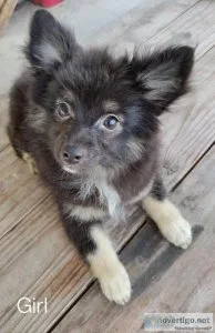 Adorable Pomchi Puppies