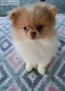Stunning AKC Female Pomeranian Puppy