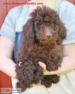 ALICE f1b mini goldendoodle