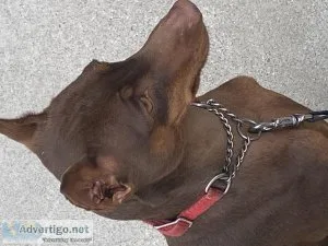 Mini Doberman Pinscher