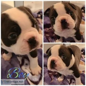 AKC Boston Terrier