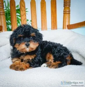 Megan Mini Bernedoodle