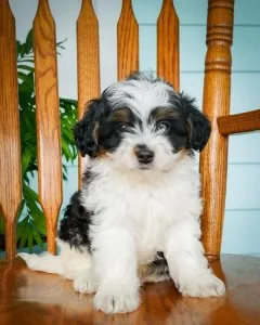 Jaden mini Berndoodle