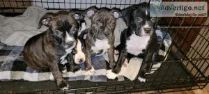 Pitbull puppies