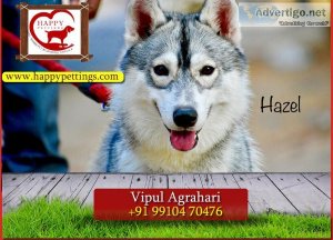 Home Based Dog Boarding Service Gurgaon And NCR Area By Happy Pe
