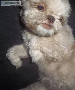 Imperial Small Standard AKC Shihtzu Full Rights