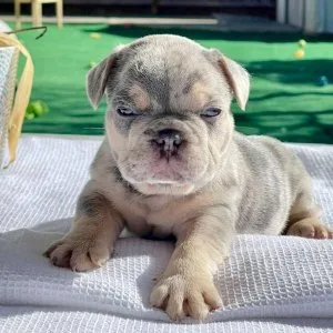 Rehoming our Beautiful Puppy