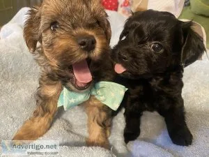 Yorkie-poos