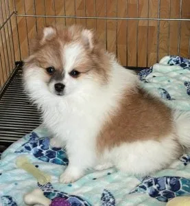 Pomeranian M s Parti-color