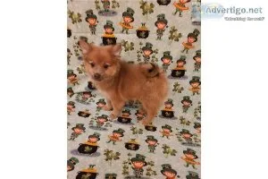 Pomeranian- Jimmy-Male