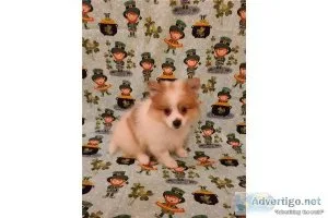 Pomeranian-Nick-Male