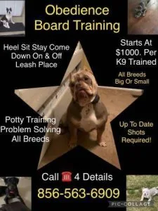 A1 advanced k9 obedience A1