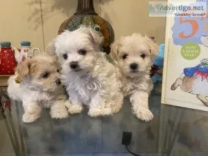 Maltese and Shihtzu