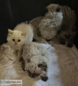 Adorable Purebred Himalayan and Persian Kittens for sale