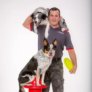 Sit means sit dog training of stamford & westchester