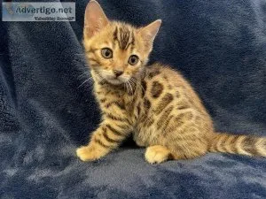 Bengal kittens