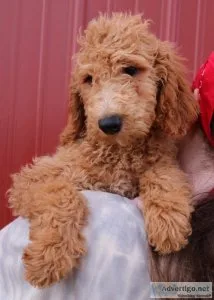 f1b Mini Goldendoodle Violet